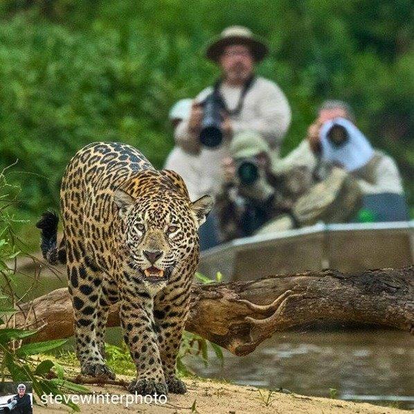 pantanal, "onça pintada", natureza, ecoturismo "roteiro ecológico", "safari fluvial"