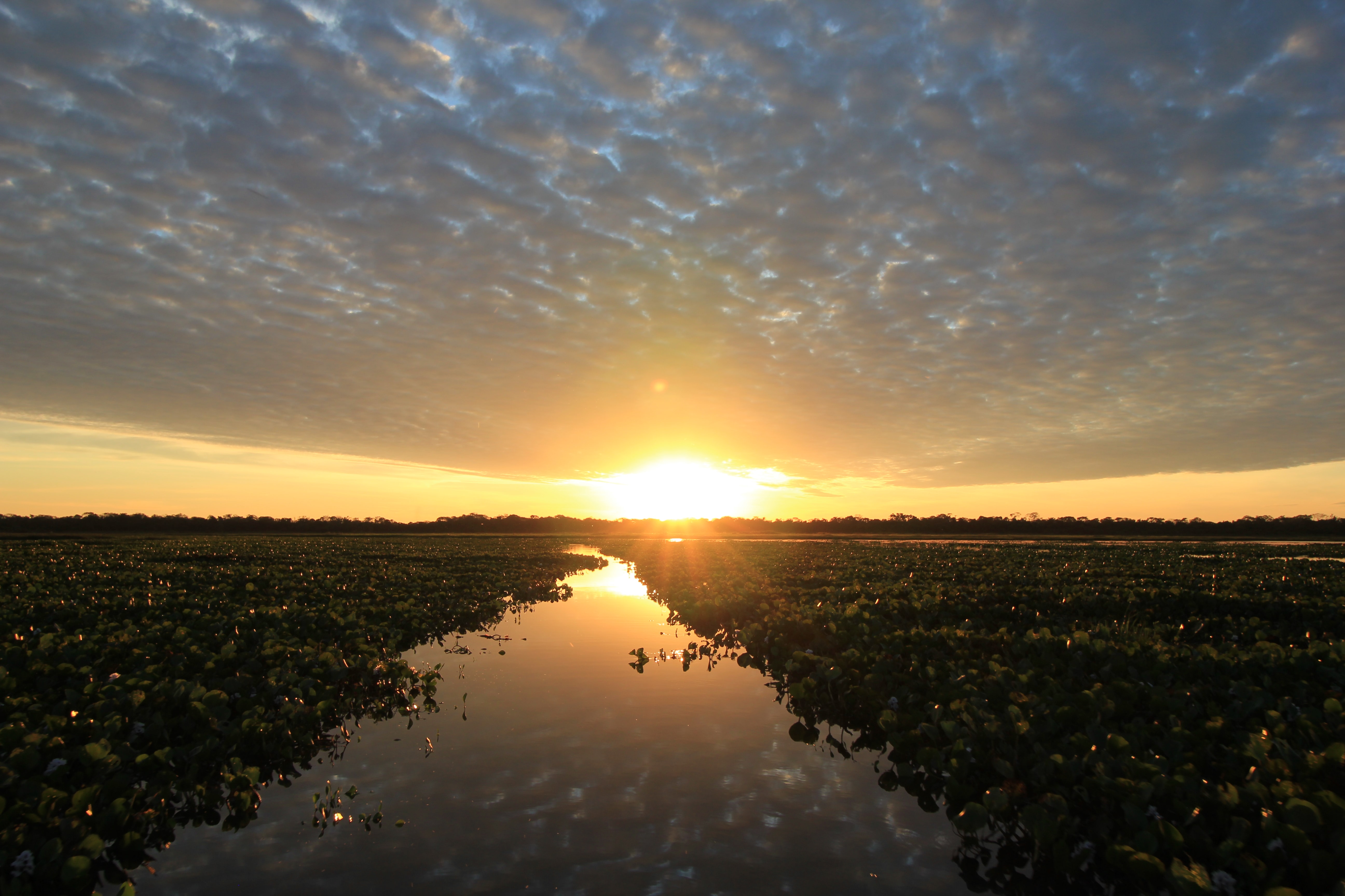 safari, Pantanal, "onça pintada", ecoturismo, natureza, ecologia