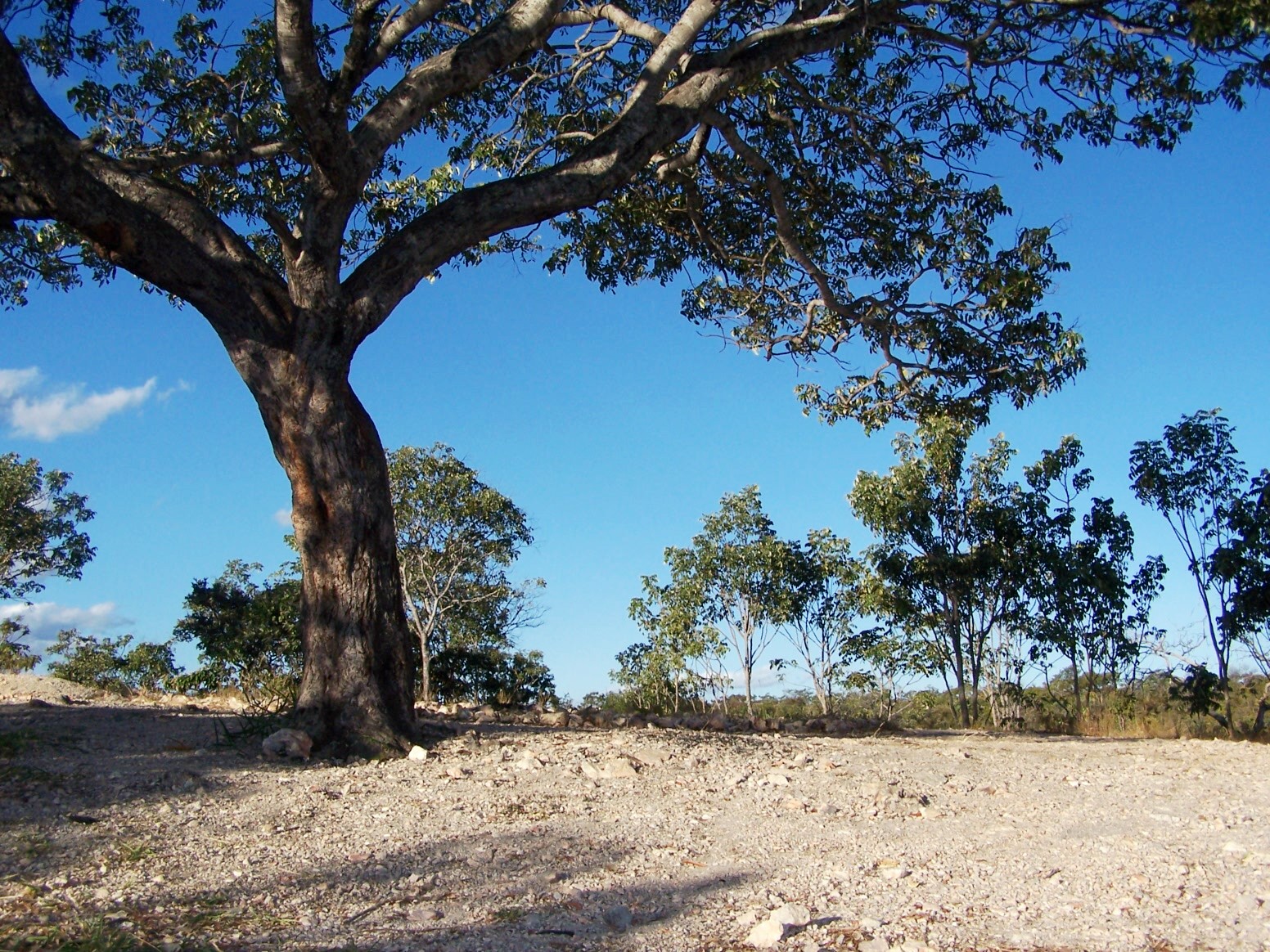 arvore no mirante.jpg