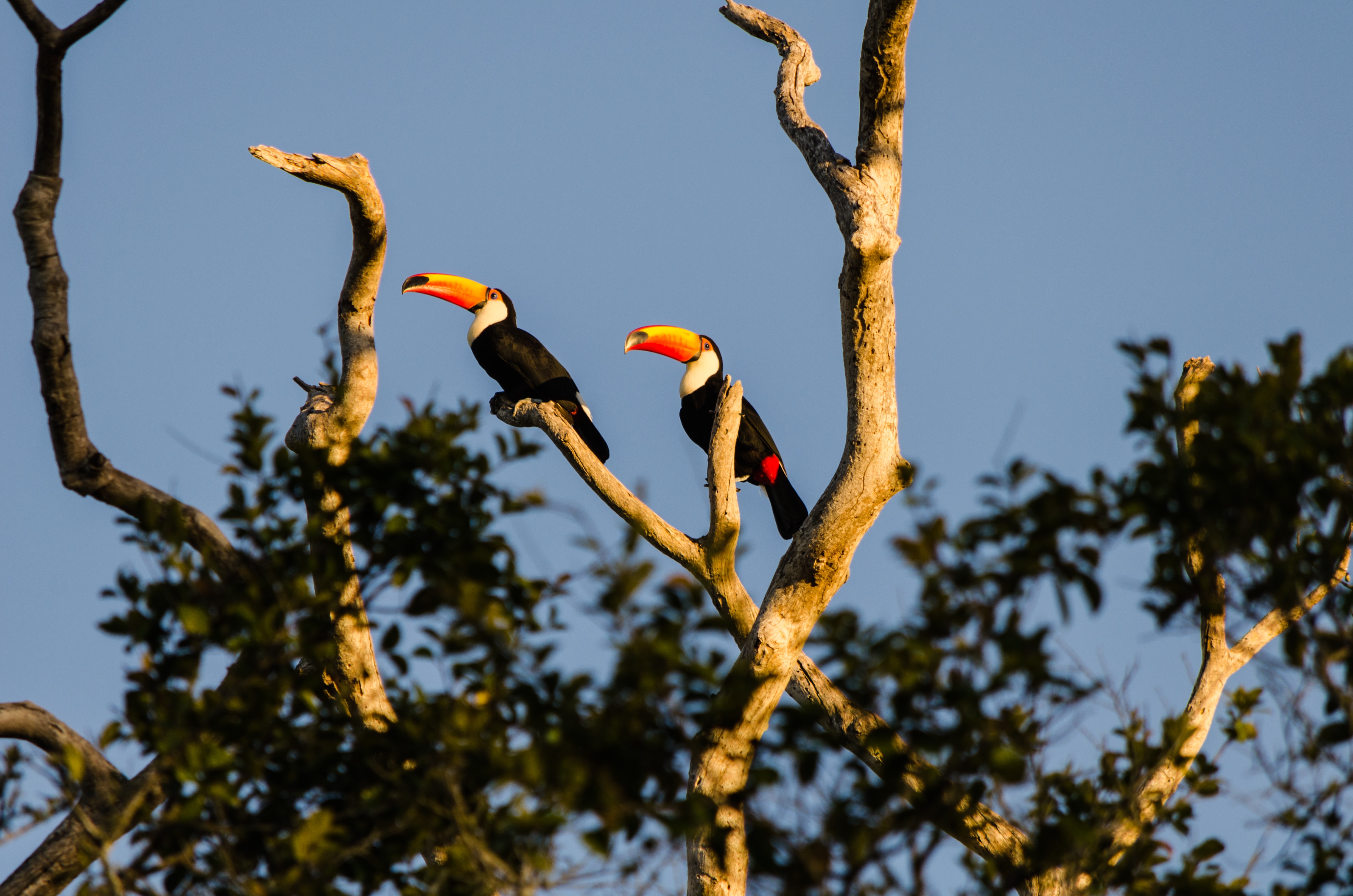 safari, Pantanal, "onça pintada", ecoturismo, natureza, ecologia
