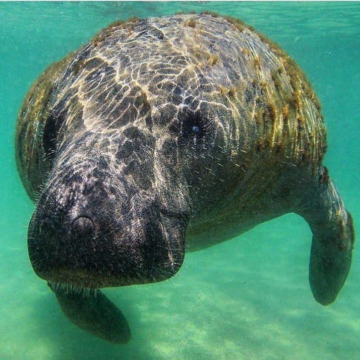 Paraíso, pousada, praias, Alagoas, "Rota Ecológica", "São Miguel dos Milagres", Patacho, "roteiros ecológicos", ecoturismo, natureza, "turismo de base comunitária"